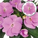 Afbeelding van Impatiens New Guinea P12 Lavender